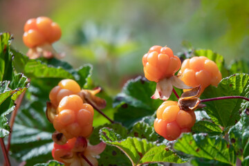Cloudberry