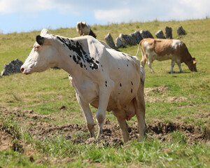 black and white dairy cow with large udders grazing outdoors in mountains