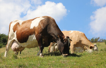 Two cows, one of them pregnant with large udders, grazing in a pasture © ChiccoDodiFC