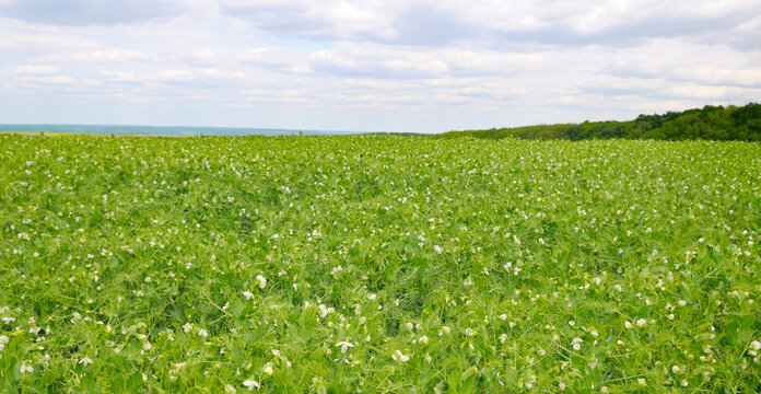 Green field with flowering peas and sky. Wide photo.