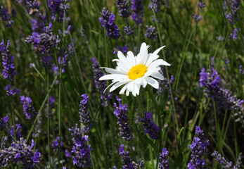 Fototapeta premium daisy flower in the midst of many blooming fragrant lavender flowers in summer