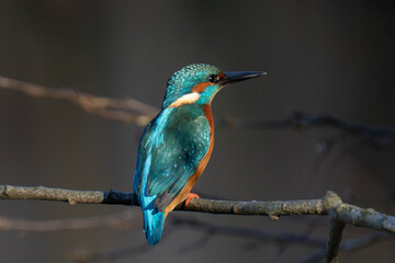 Common kingfisher (Alcedo atthis), also known as the Eurasian kingfisher and river kingfisher
