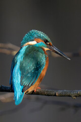 Common kingfisher (Alcedo atthis), also known as the Eurasian kingfisher and river kingfisher