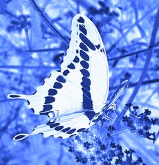 Artistic Butterfly in Blue