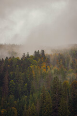 misty fog morning in the forest