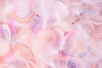 Fototapeta premium Colorful feather background, top view.