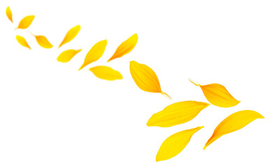 Falling yellow petals of sunflower isolated on a white background. Sunflower petals in air. Flying...