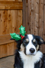 Ich wünsche mir zu Weihnachten, süßer Hunde Welpe mit Glitzer Weihnachtsschmuck auf dem Kopt mit geschlossenen Augen, Border Collie Tricolor vor einer Holzwand und einer Holztür unbehandelt aus Lärche