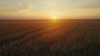 Obraz premium Serene Sunset Over Golden Wheat Field with Soft Blue Sky and Warm Light Casting Long Shadows on Flowing Grain Awaiting Harvest