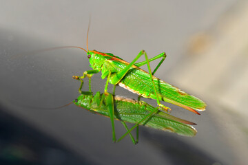 grasshopper