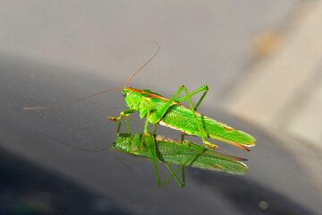 grasshopper