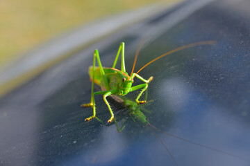 grasshopper