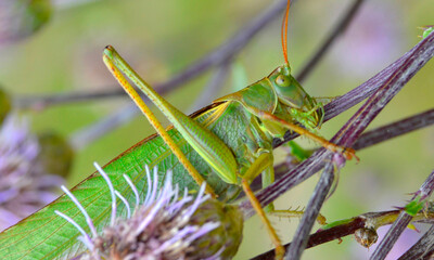 grasshopper o the flower