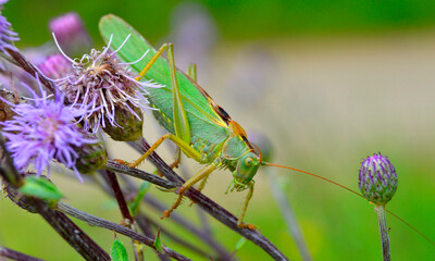 grasshopper o the flower