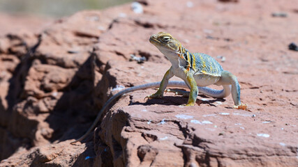 Eastern Collared Lizard (Crotaphytus collaris) in rocky habitat of Southern Utah