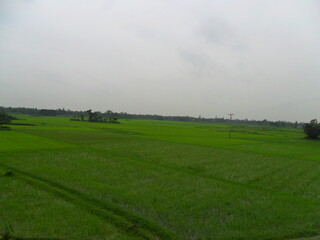 Plain Green Land, Landscape view of grass field