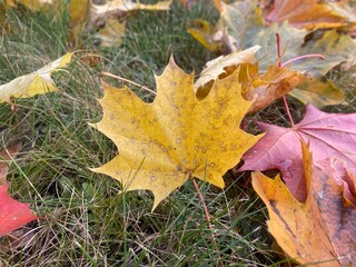 Yellow maple leaf
