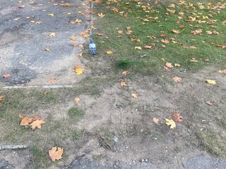A dove on a lawn. Fallen leaves on the lawn

