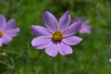 Kosmos garden flower