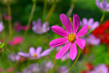 Kosmos garden flower