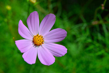 Kosmos garden flower