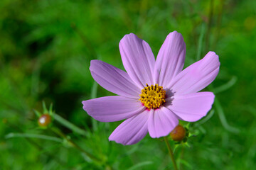 Kosmos garden flower