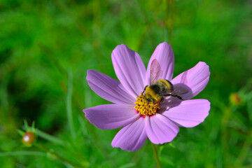 Kosmos garden flower