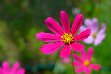 Kosmos garden flower