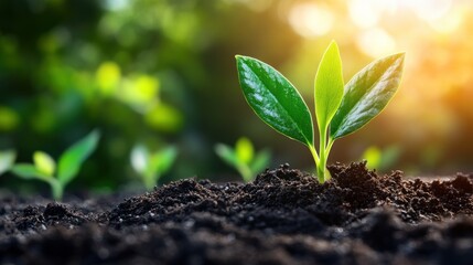 Obraz premium Sunrise Sprout: A New Beginning in Nature
