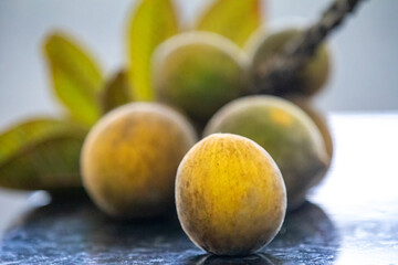 Curriola (Pouteria ramiflora) wild fruit from the Brazilian cerrado biome