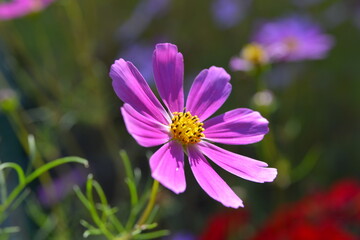 Kosmos garden flower