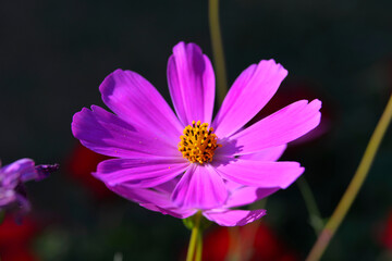 Kosmos garden flower