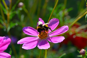 Kosmos garden flower