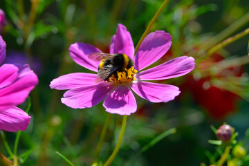 Kosmos garden flower