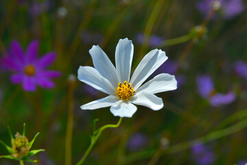 Kosmos garden flower
