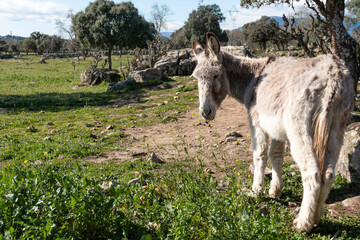 Free donkeys in their pasture looking at the camera