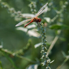 Red darter not darting