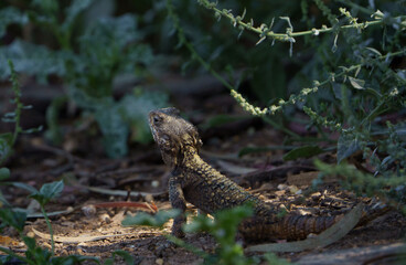 lizard in the grass