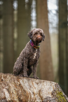 Brown springerpoo in Virginia Water standing on a tree stump