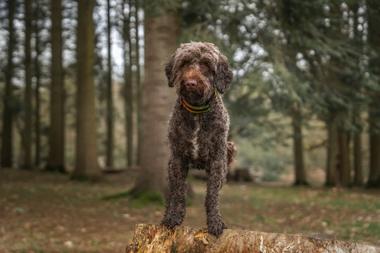 Brown springerpoo in Virginia Water standing on a tree stump