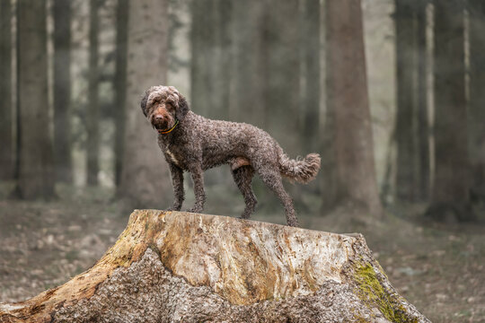 Brown springerpoo in Virginia Water standing on a tree stump