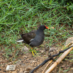 Common moorhen