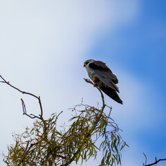 Black winged kite