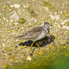 Wood sandpiper 
