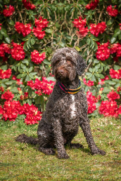 Brown springerpoo in Virginia Water with beautiful red flowers behind Rhododendron