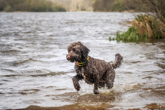 Brown springerpoo in Virginia Water playing in the water