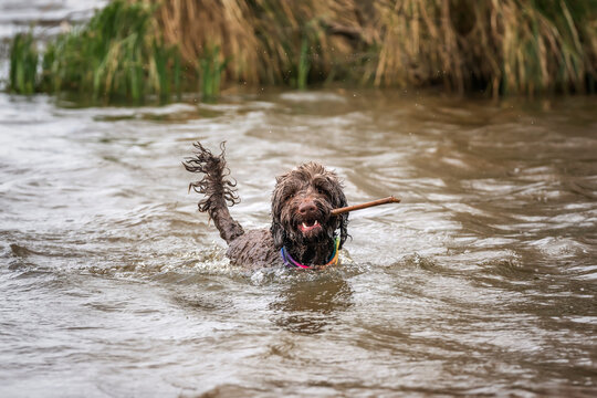 Brown springerpoo in Virginia Water playing in the water