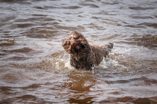 Brown springerpoo in Virginia Water playing in the water