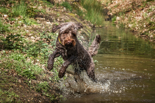 Brown springerpoo in Virginia Water playing in the water