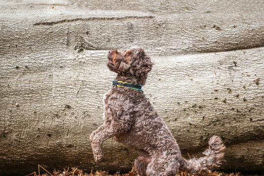 Brown springerpoo in Virginia Water catching a treat